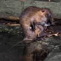 Coypu